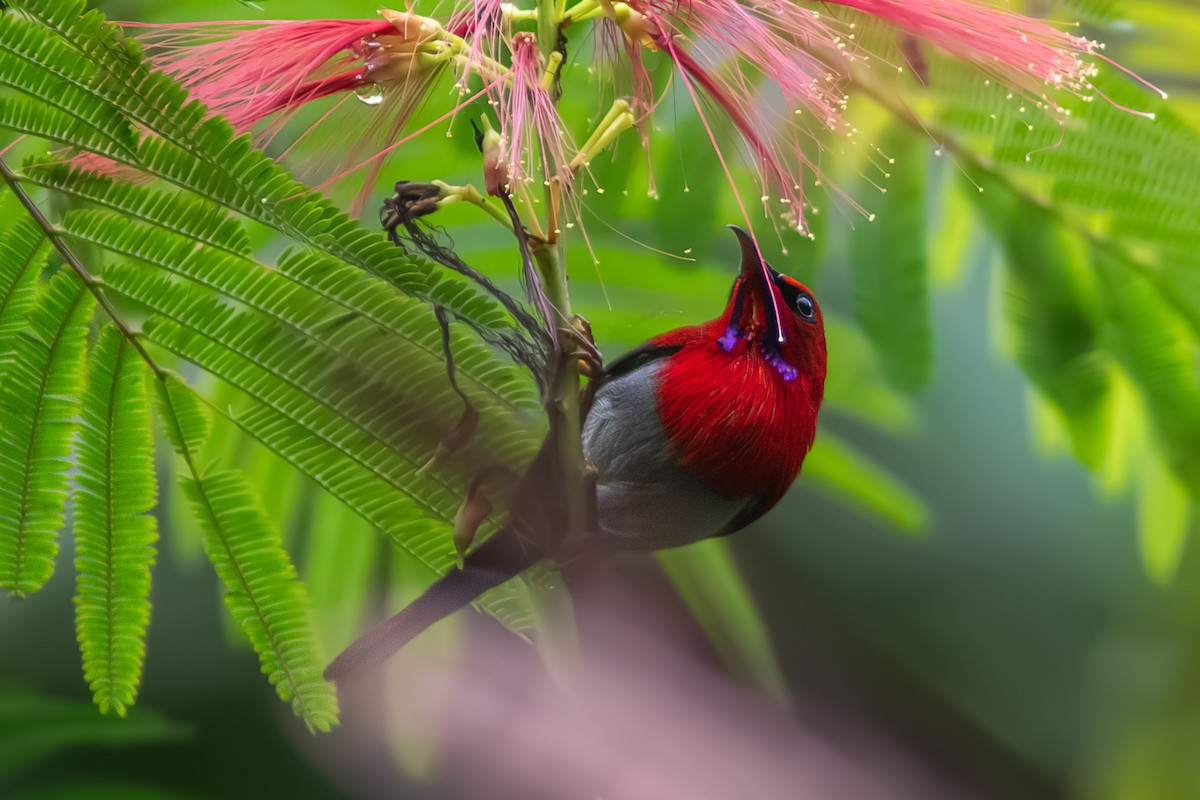 Javan Sunbird - ML632834293
