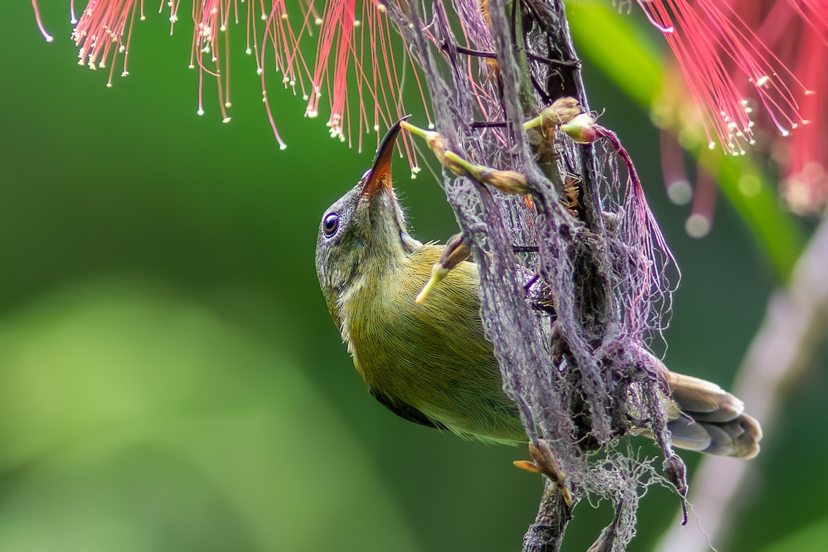 Javan Sunbird - ML632834327