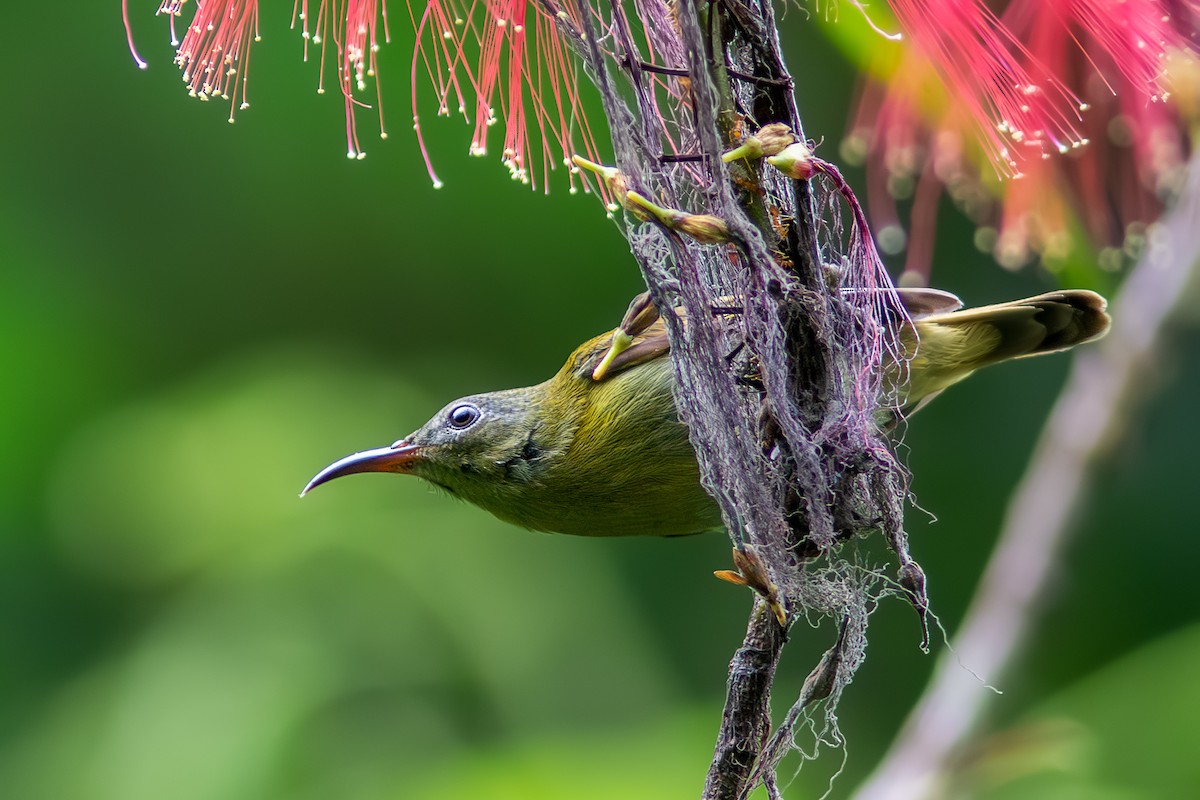 Javan Sunbird - ML632834331