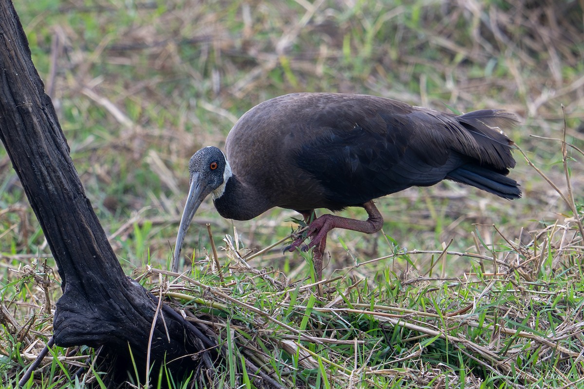White-shouldered Ibis - ML632834453