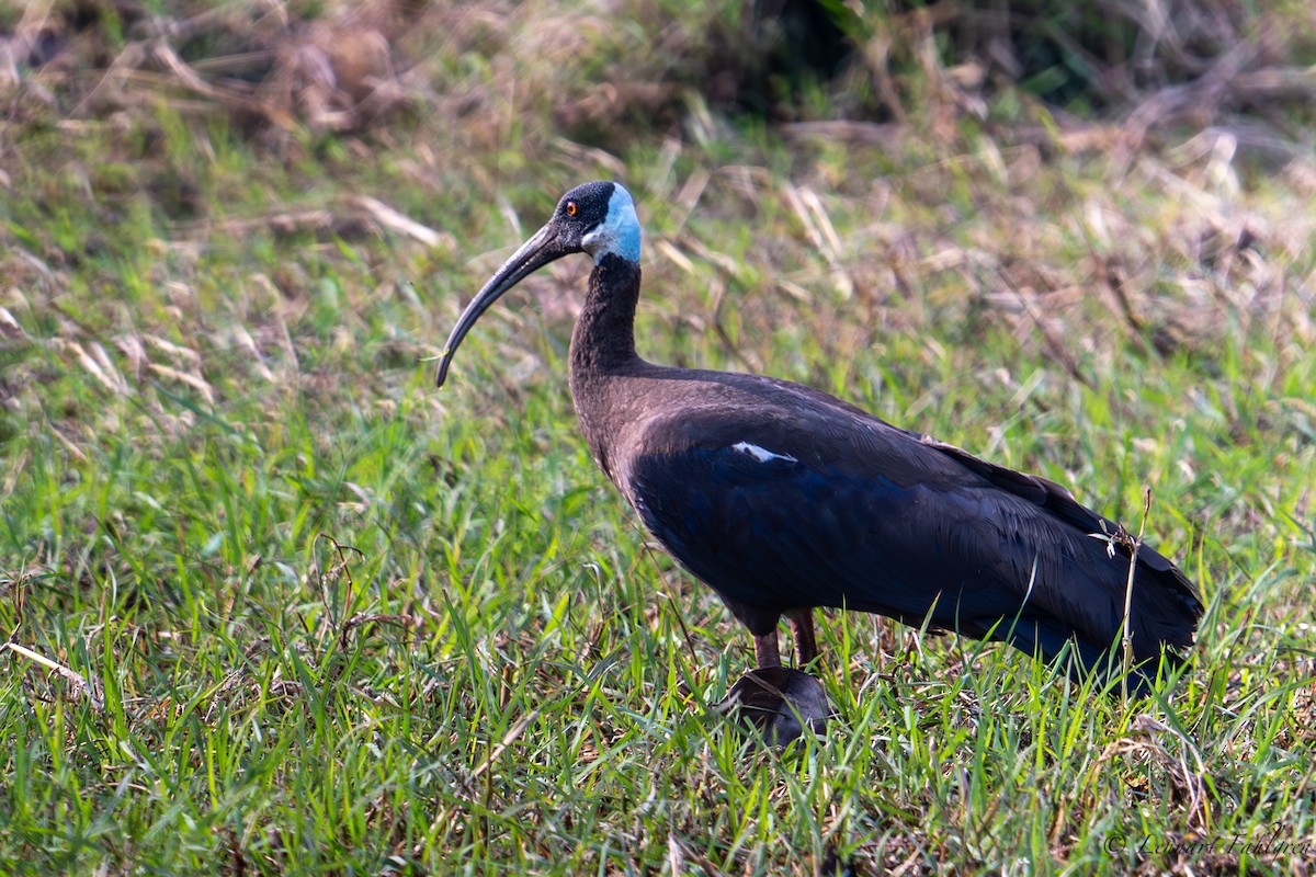 White-shouldered Ibis - ML632834454