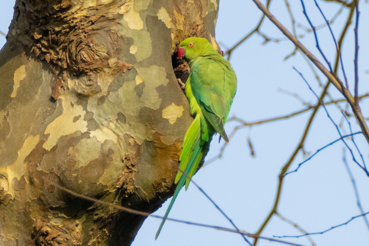 Rose-ringed Parakeet - ML632834482