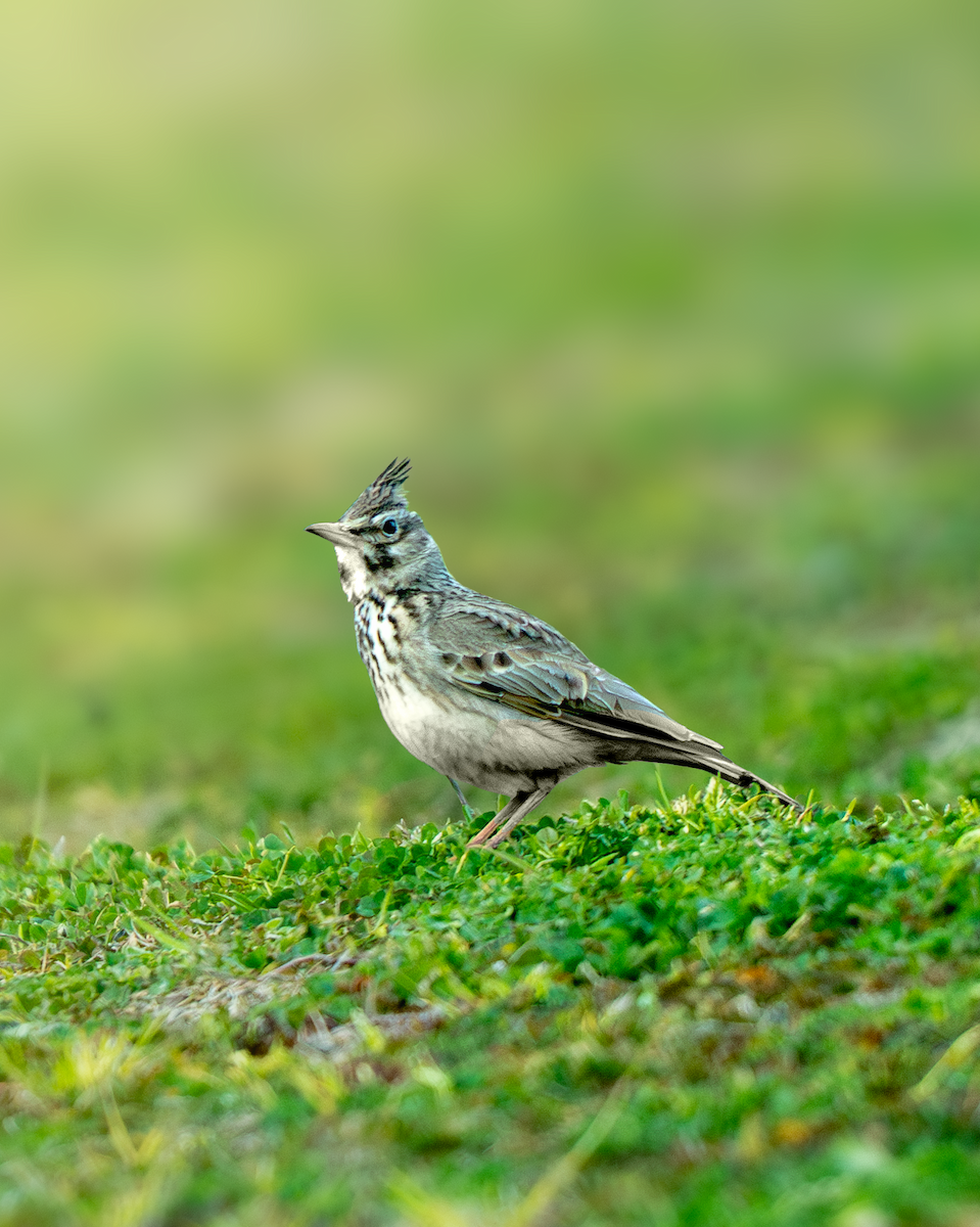 Crested Lark - ML632834625