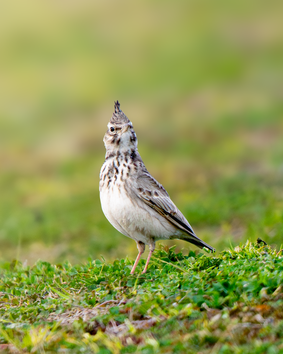 Crested Lark - ML632834626