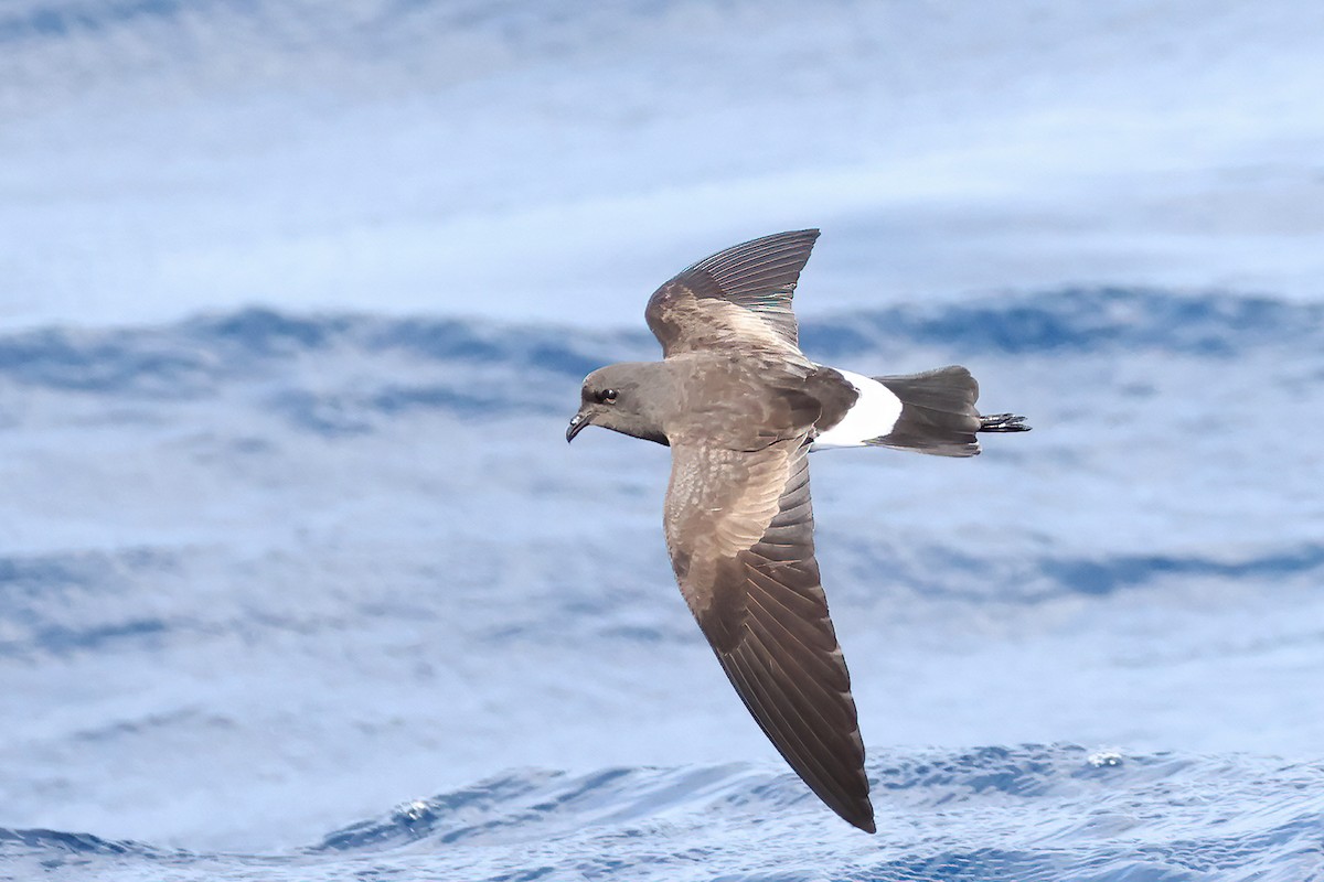 Wilson's Storm-Petrel - ML632834639