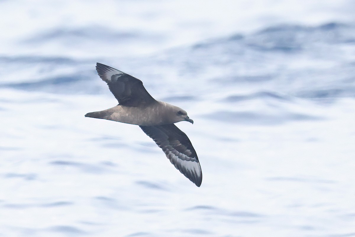 Kermadec Petrel - ML632834641