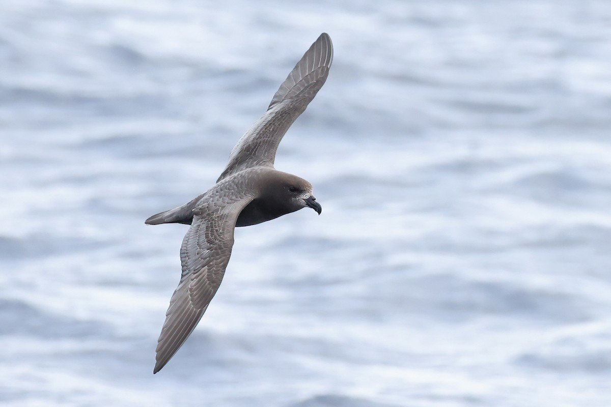 Providence Petrel - ML632834645