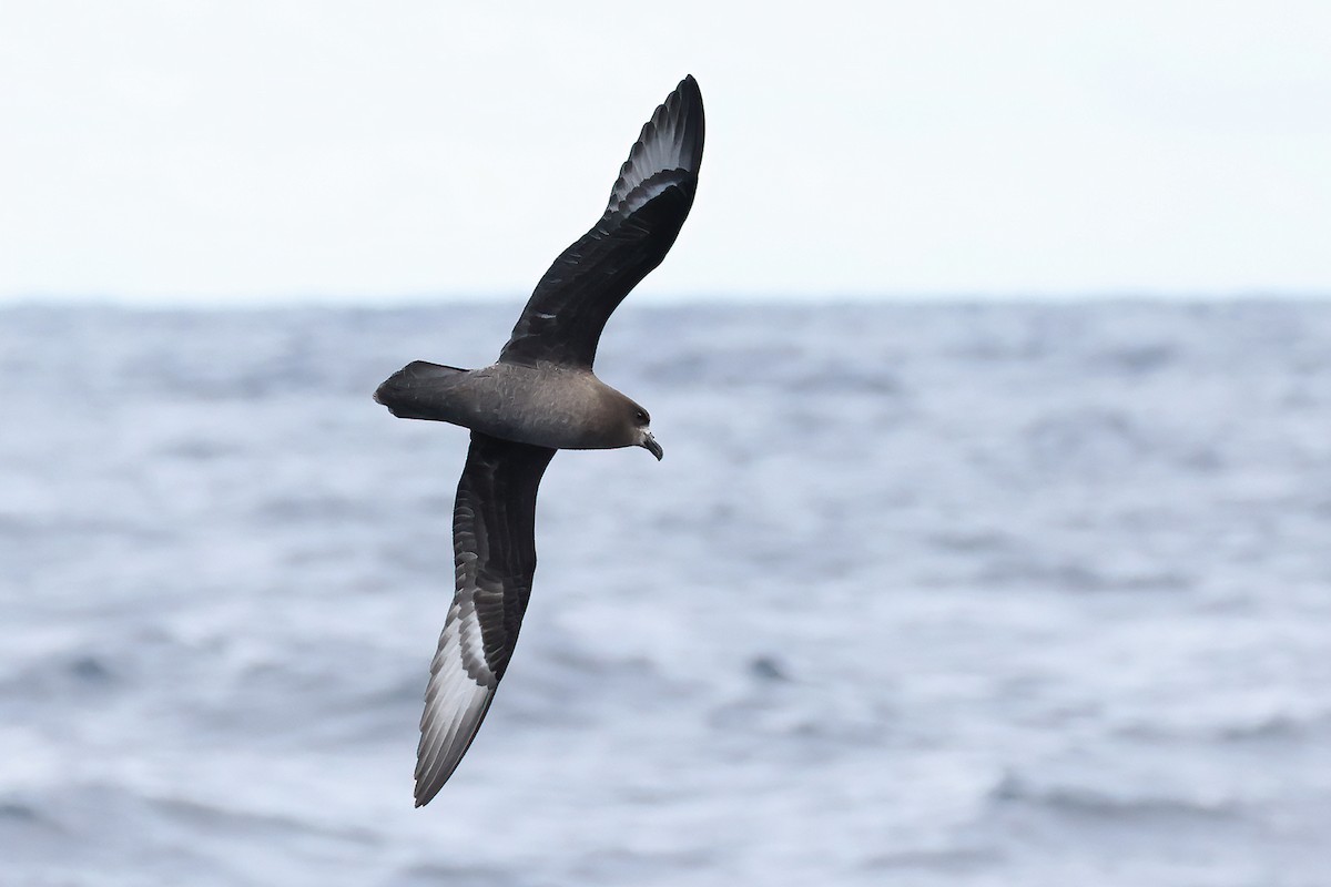 Providence Petrel - ML632834652
