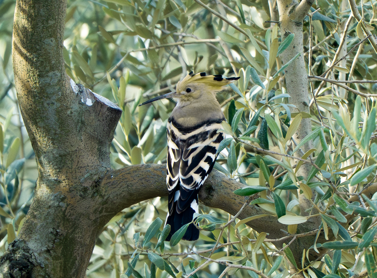 Common Hoopoe - ML632834710