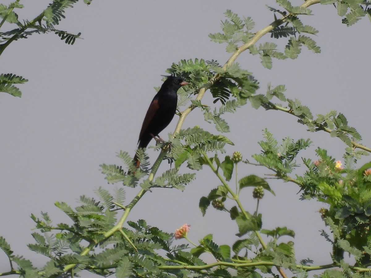 Crested Bunting - ML632834765
