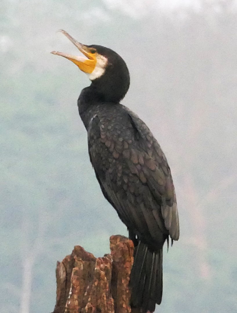 Great Cormorant - ML632834809