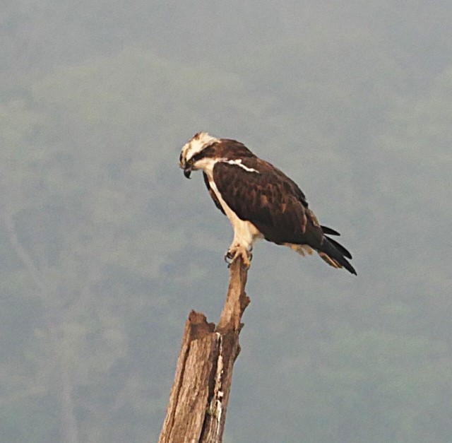 Osprey - ML632834818