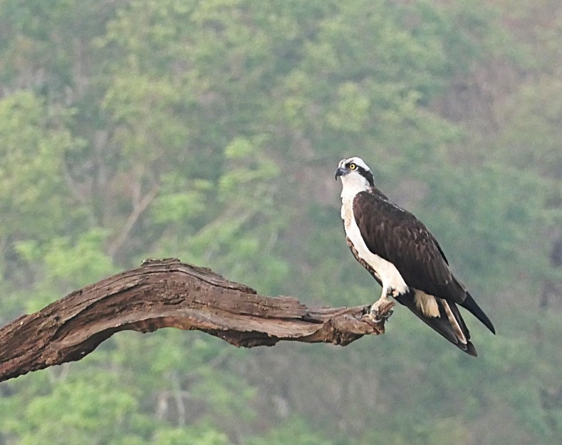 Osprey - ML632834823