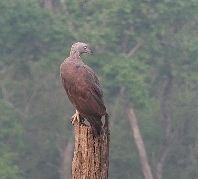 Gray-headed Fish-Eagle - ML632834835