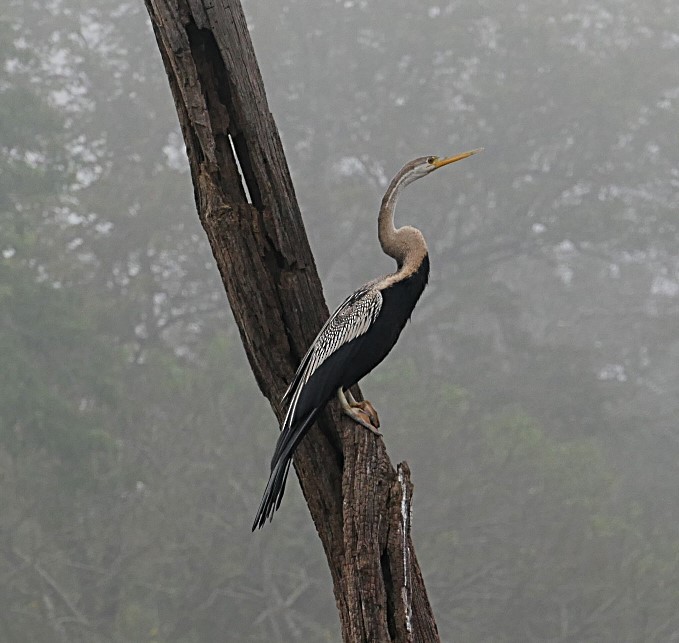 Oriental Darter - ML632834840