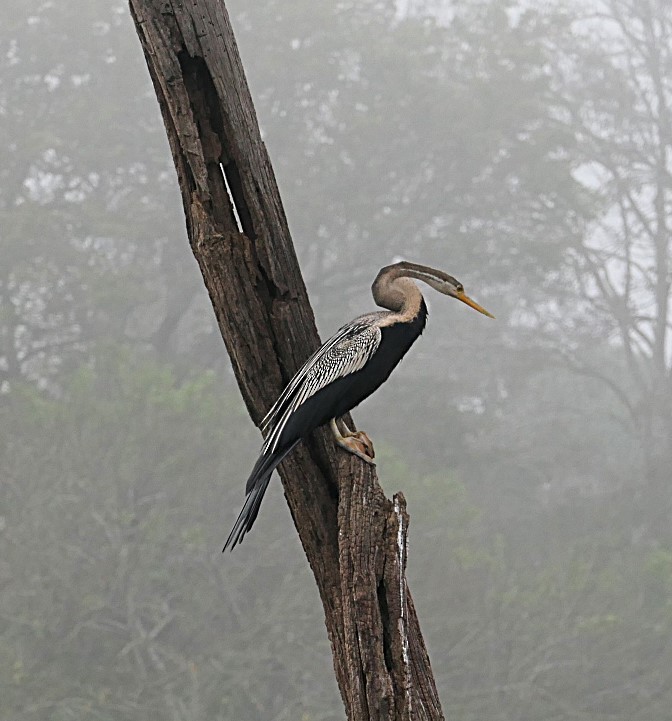 Oriental Darter - ML632834847