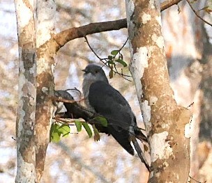 Common Hawk-Cuckoo - ML632834904