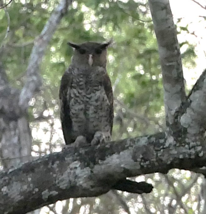 Spot-bellied Eagle-Owl - ML632834911