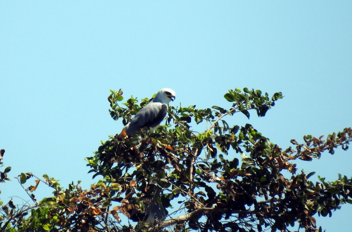 Black-winged Kite - ML632834942