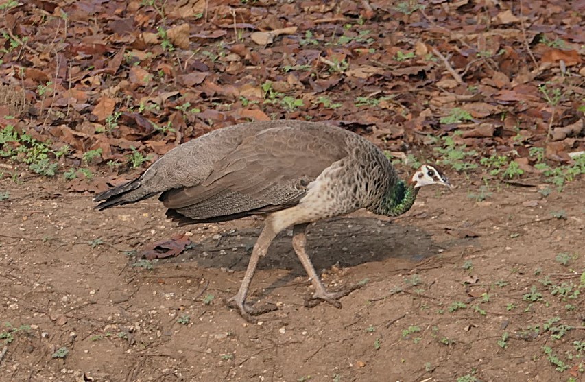 Indian Peafowl - ML632834977