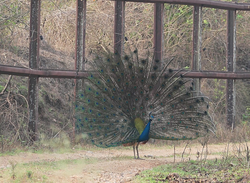 Indian Peafowl - ML632834978