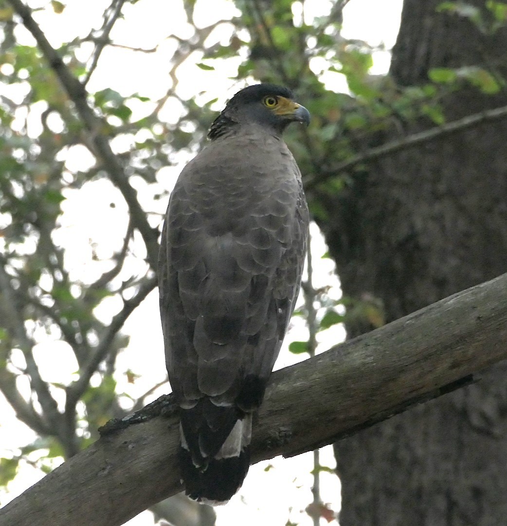 Crested Serpent-Eagle - ML632834992
