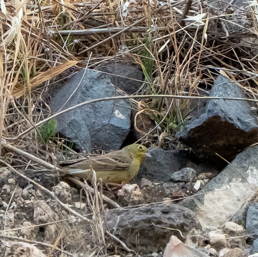 strnad šedý (ssp. semenowi) - ML632834993