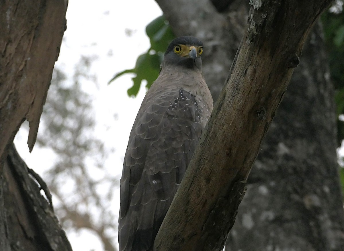 Crested Serpent-Eagle - ML632834996
