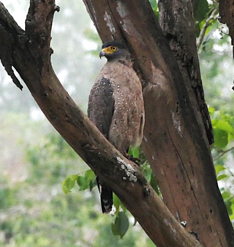 Crested Serpent-Eagle - ML632834999