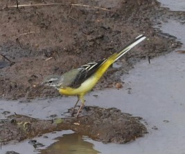 Gray Wagtail - ML632835011