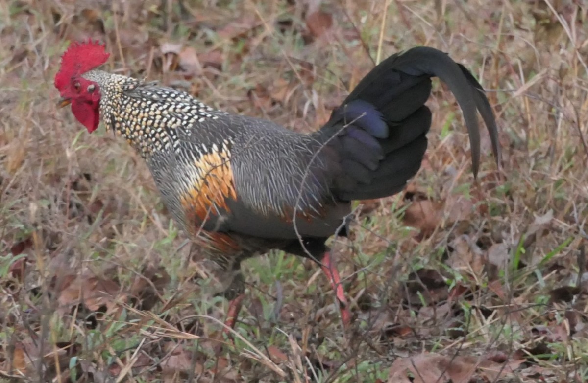 Gray Junglefowl - ML632835080