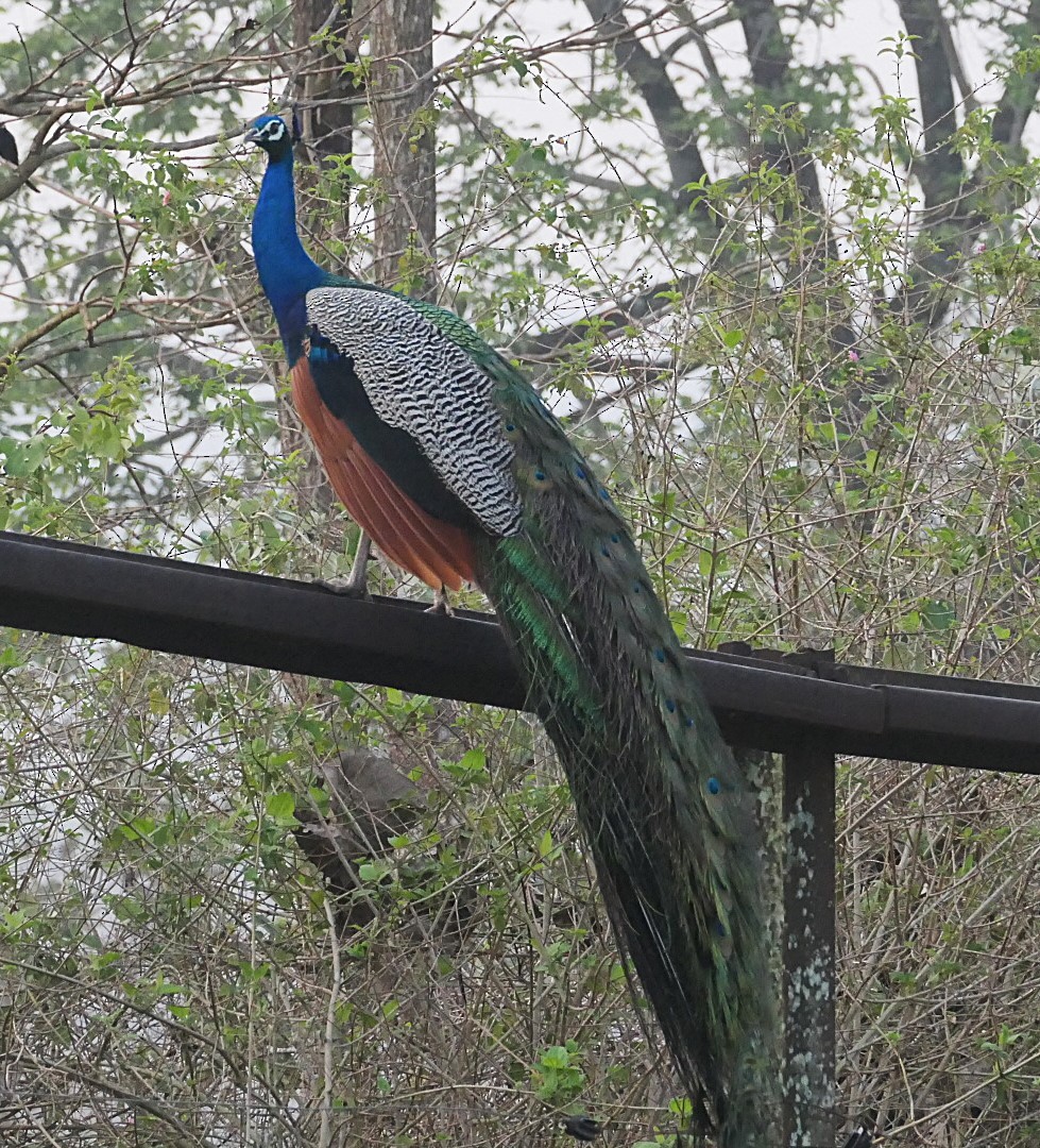 Indian Peafowl - ML632835089