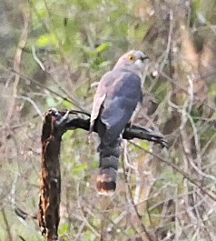 Common Hawk-Cuckoo - ML632835095