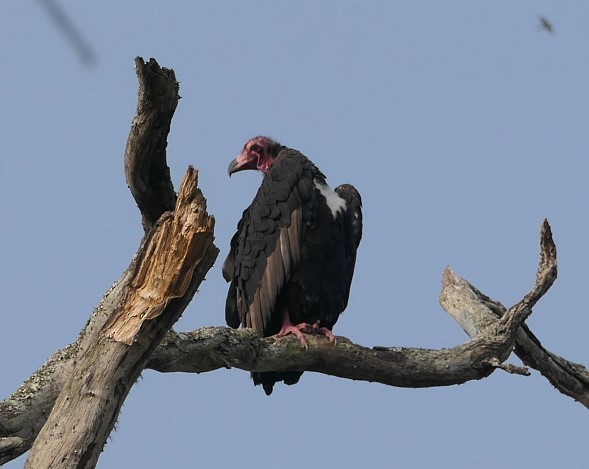 Red-headed Vulture - ML632835099