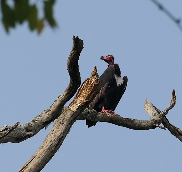 Red-headed Vulture - ML632835101