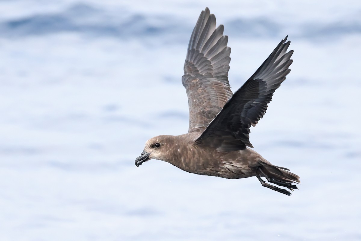 Gray-faced Petrel - ML632835105