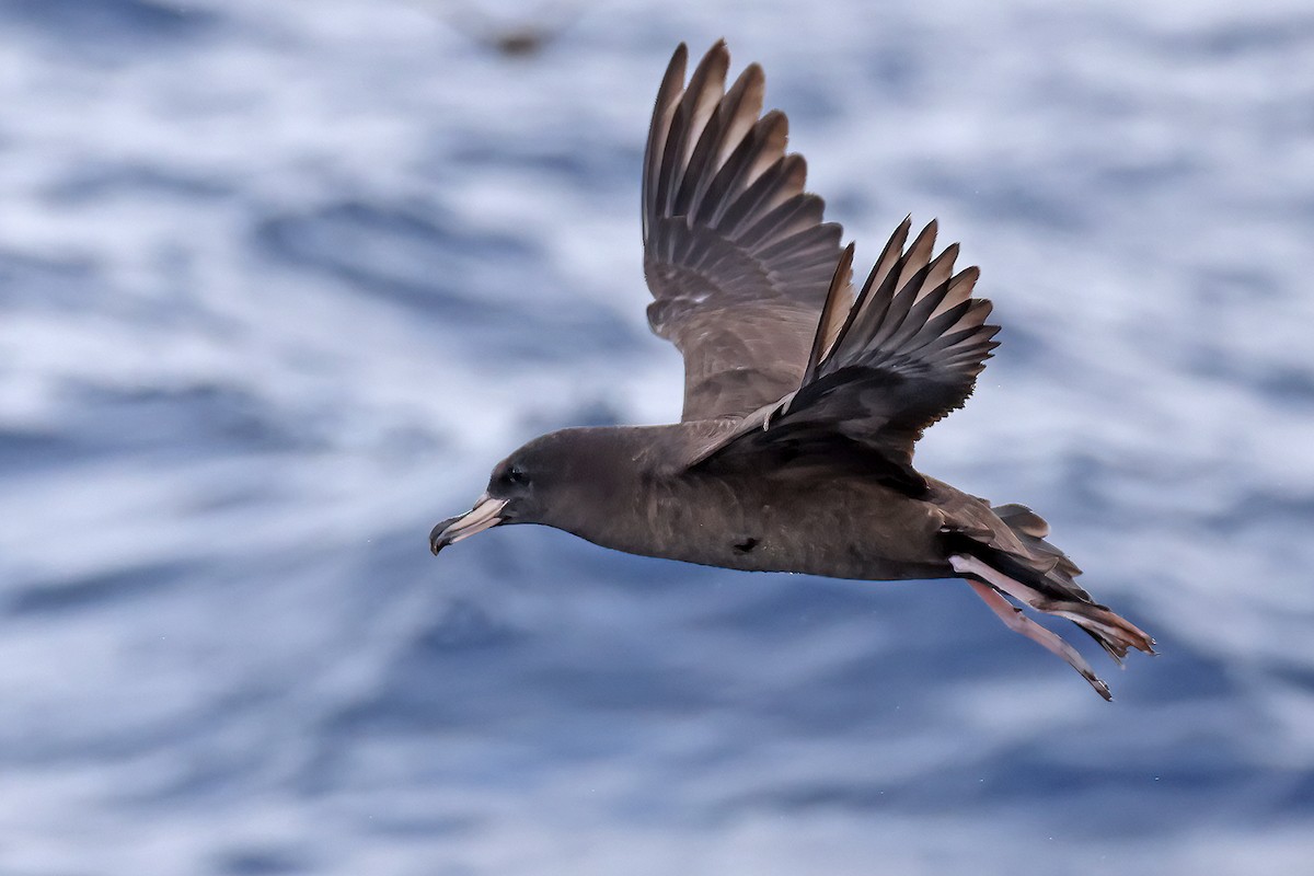 Flesh-footed Shearwater - ML632835111