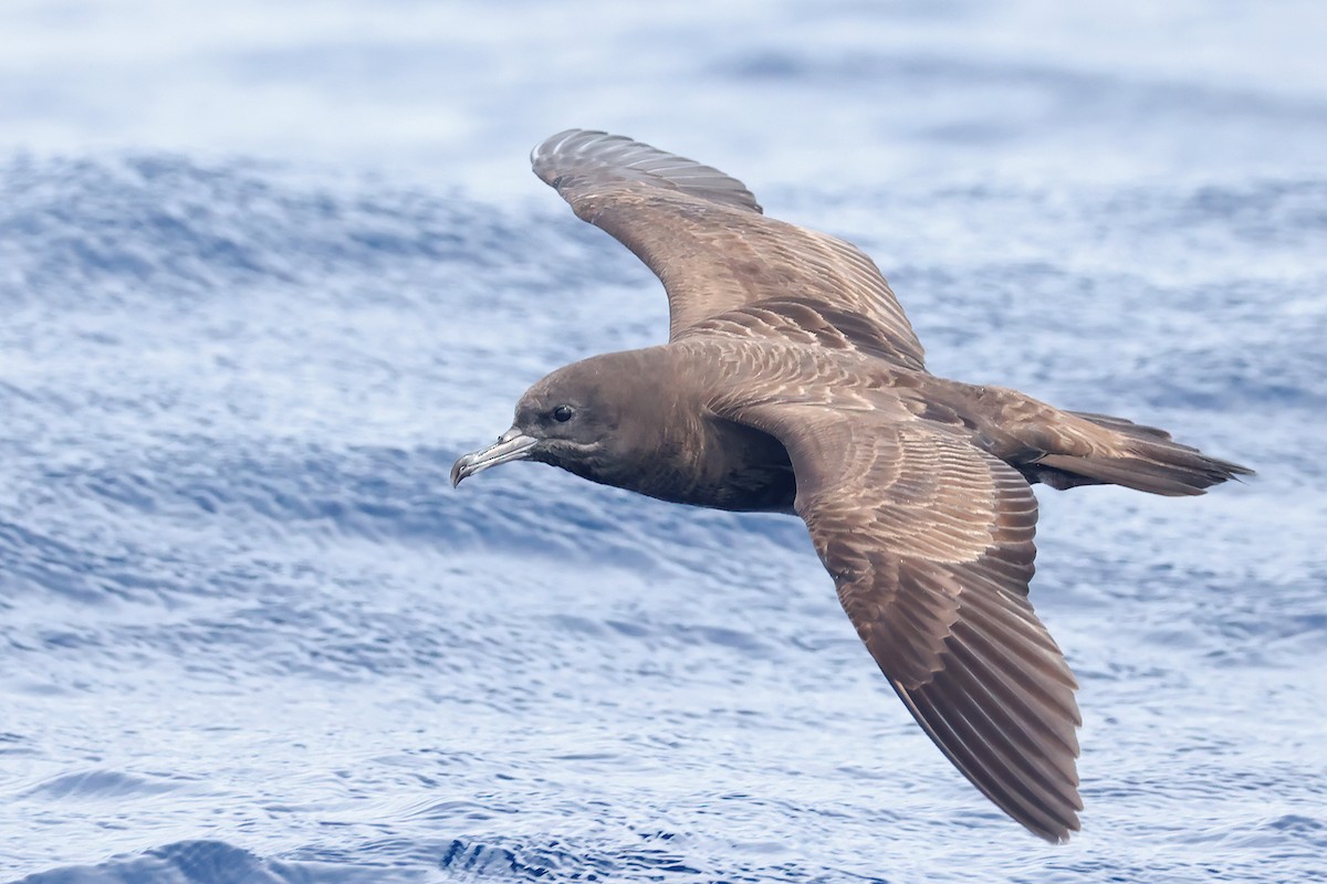 Wedge-tailed Shearwater - ML632835121