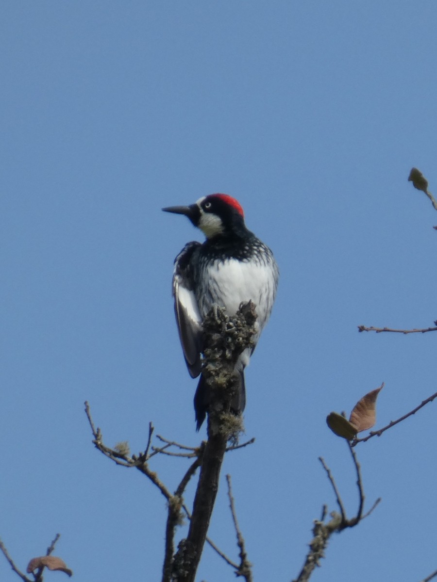 Acorn Woodpecker - ML632835290