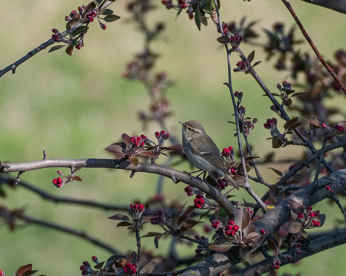 Hume's Warbler - ML632835321