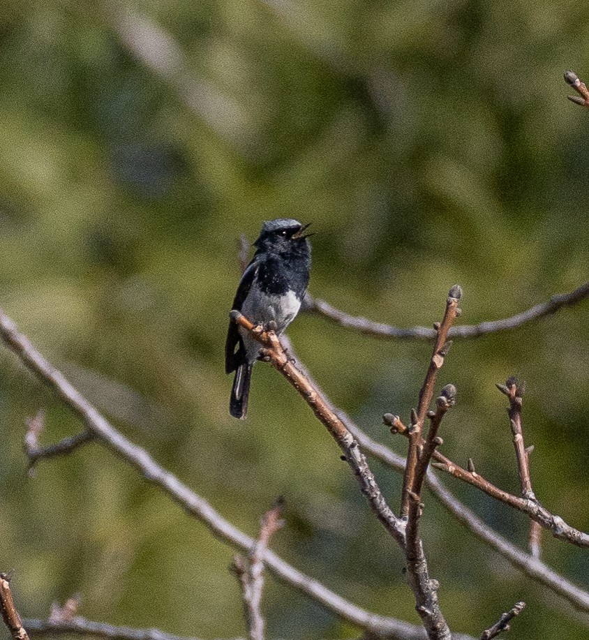 Blue-capped Redstart - ML632835365