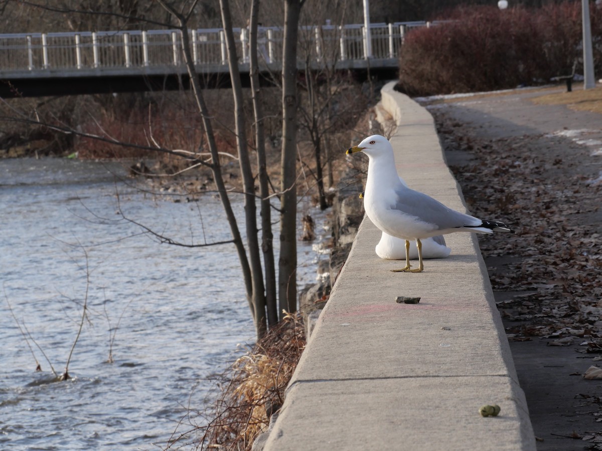 Gaviota de Delaware - ML632835378