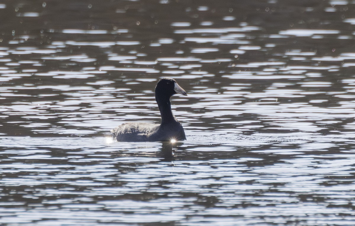 American Coot - ML632835438