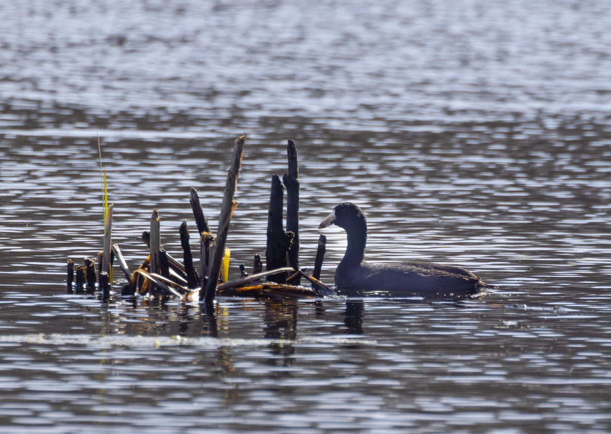 American Coot - ML632835439