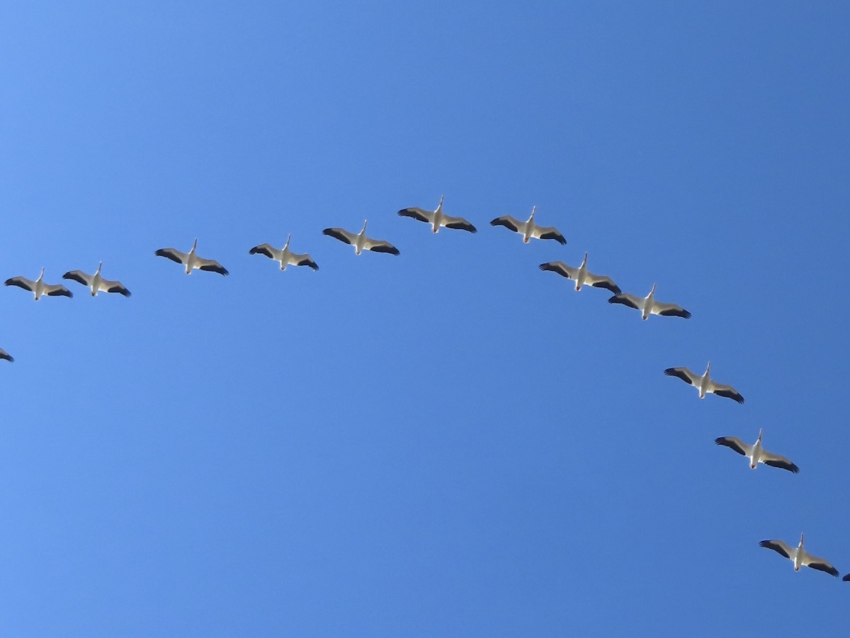 eBird Checklist - 27 Mar 2025 - Capital City Bank - 19 species