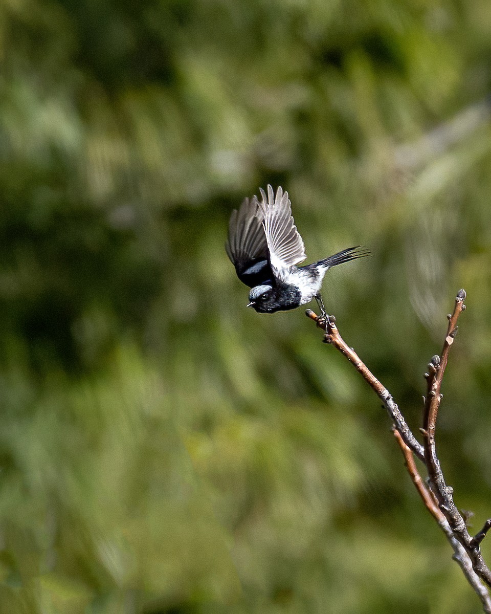 Blue-capped Redstart - ML632835551