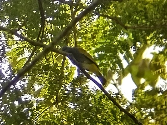 Gray-bellied Bulbul - ML632835682