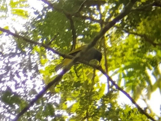 Gray-bellied Bulbul - ML632835683