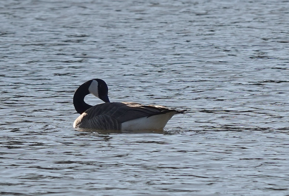 Canada Goose - ML632835741