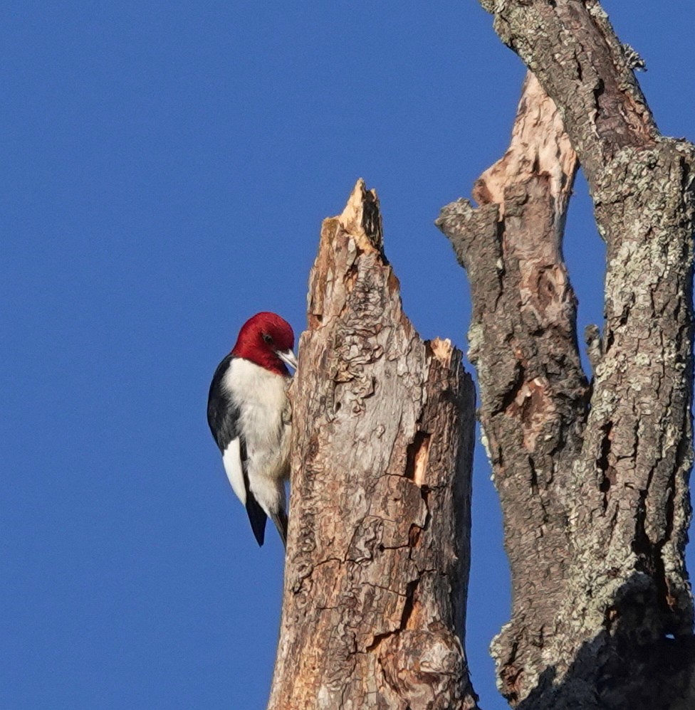 Red-headed Woodpecker - ML632835751